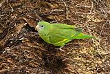 White-winged Parakeetborder=